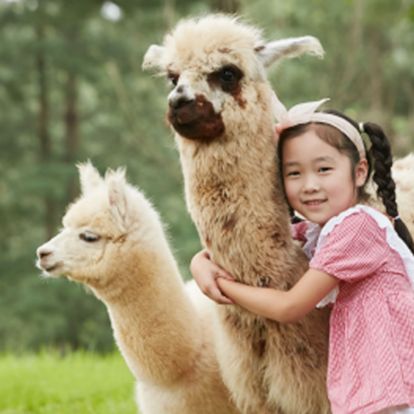 Pre-Set Tour : Winter Nami Island & Nearby - Image 8